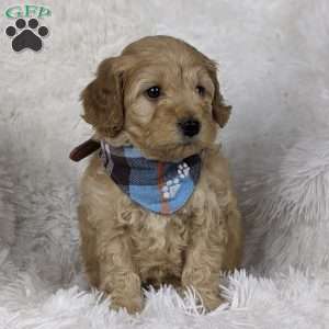 Romeo, Mini Goldendoodle Puppy